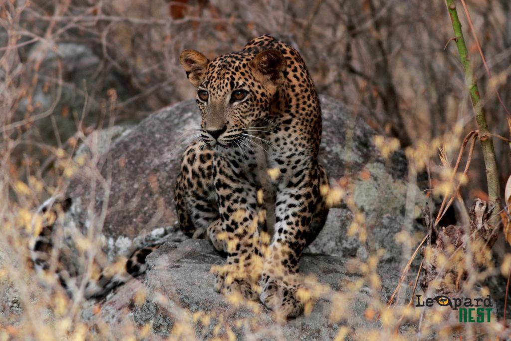 Отель Leopard Nest - Glamping In Яла Экстерьер фото
